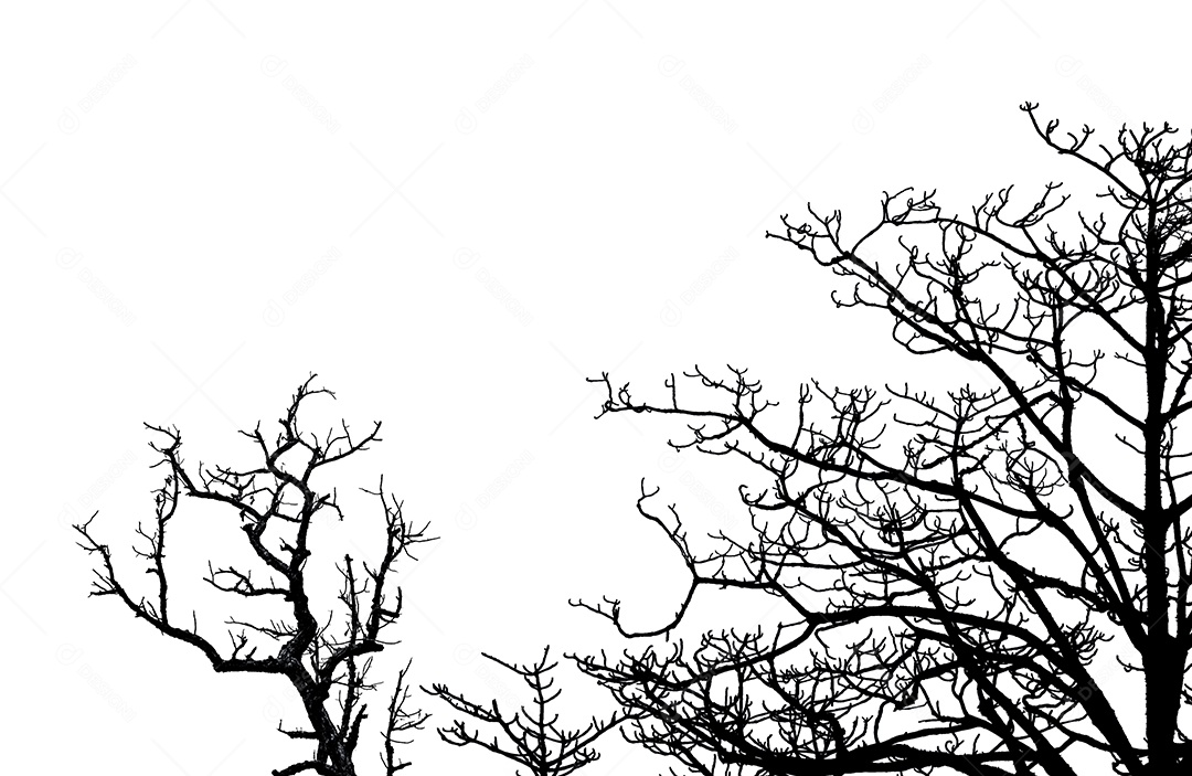 Silhueta árvore morta e galhos isolados no fundo branco.