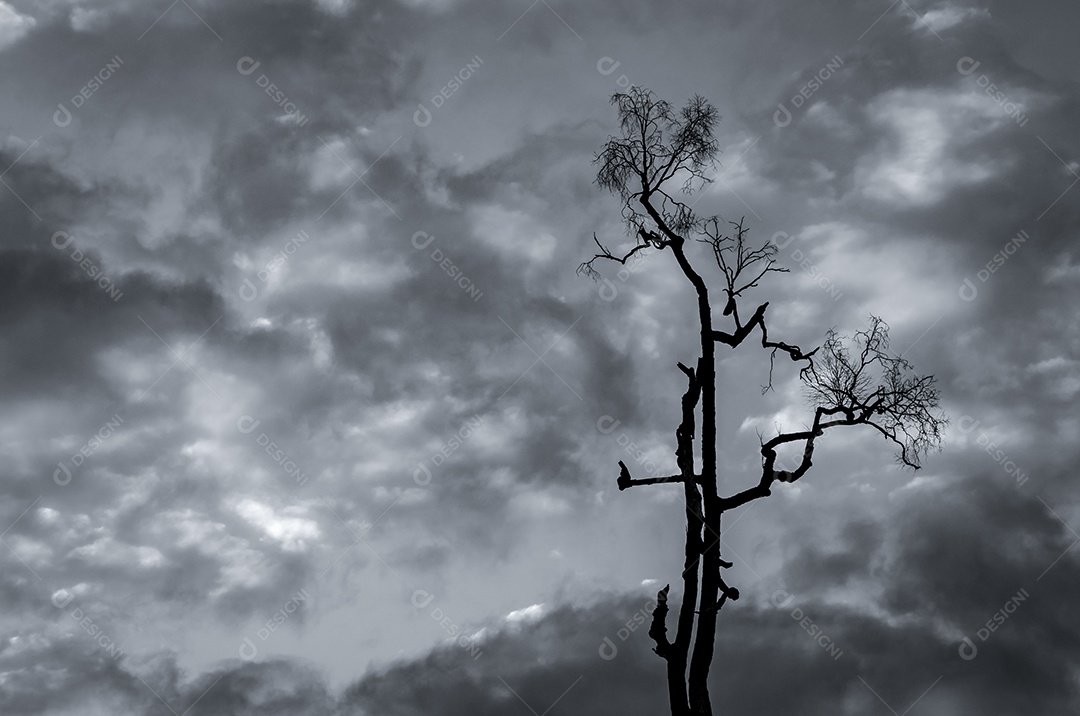 Silhueta árvore morta e galho no fundo do céu cinza.