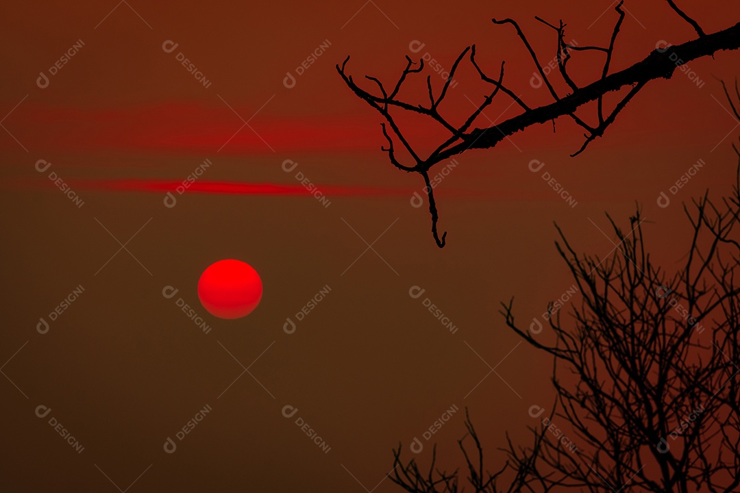 Árvore sem folhas linda silhueta e céu pôr do sol vermelho.
