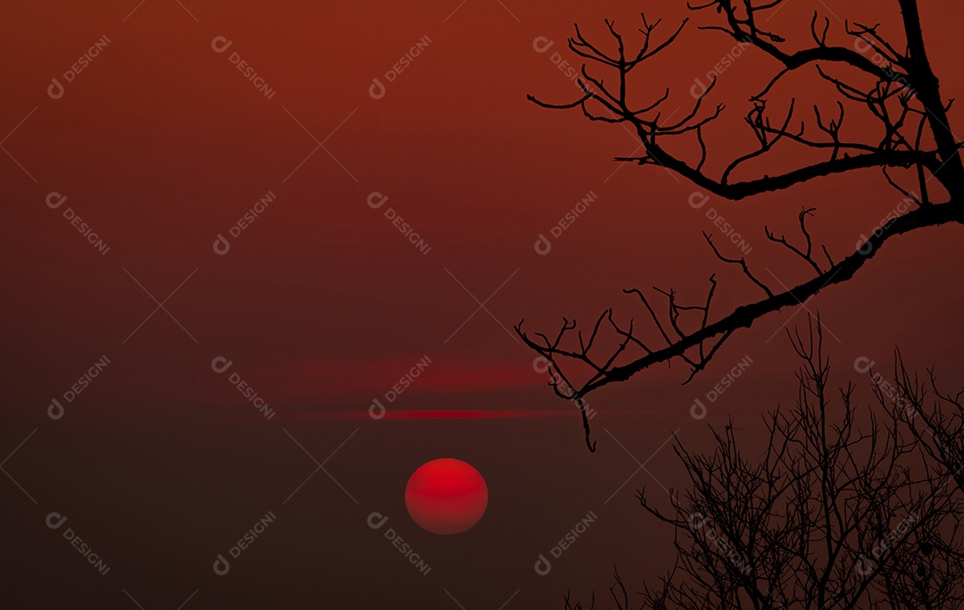Árvore sem folhas linda silhueta e céu pôr do sol vermelho.