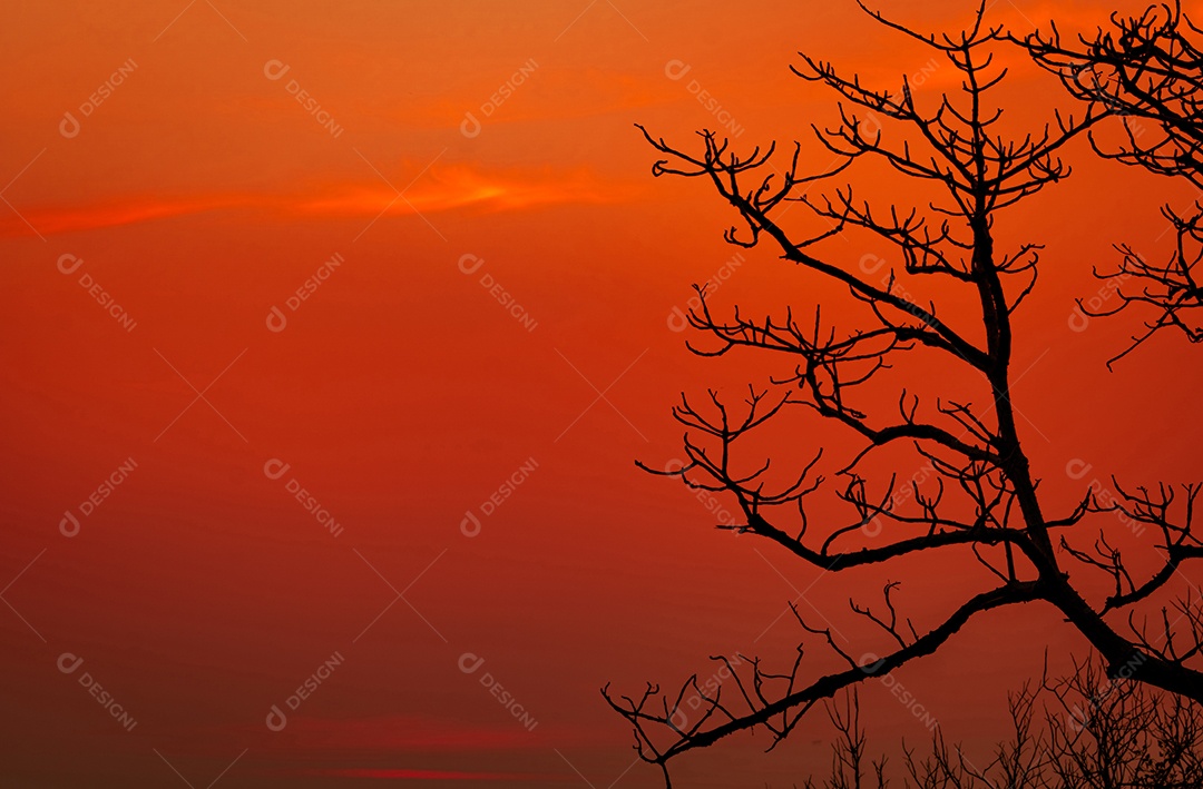 Árvore sem folhas de silhueta e céu pôr do sol. Árvore morta no pôr do sol vermelho
