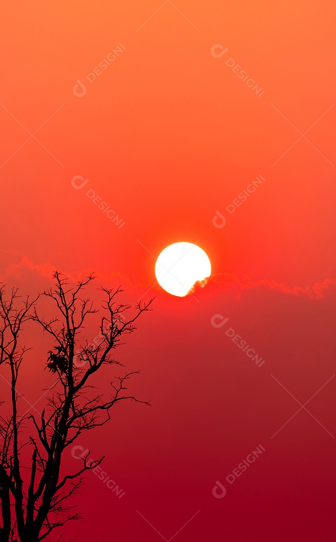 Árvore morta de bela silhueta e céu pôr do sol vermelho e nuvens.