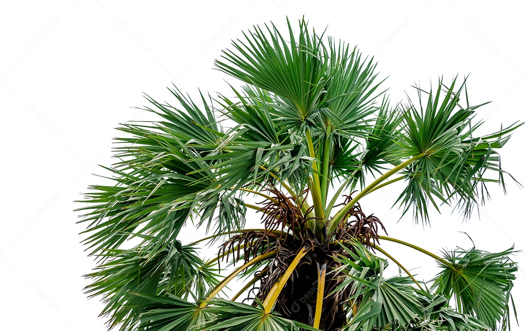 Palmeira de açúcar ou palmeira tala (Borassus flabellifer) árvore e verde