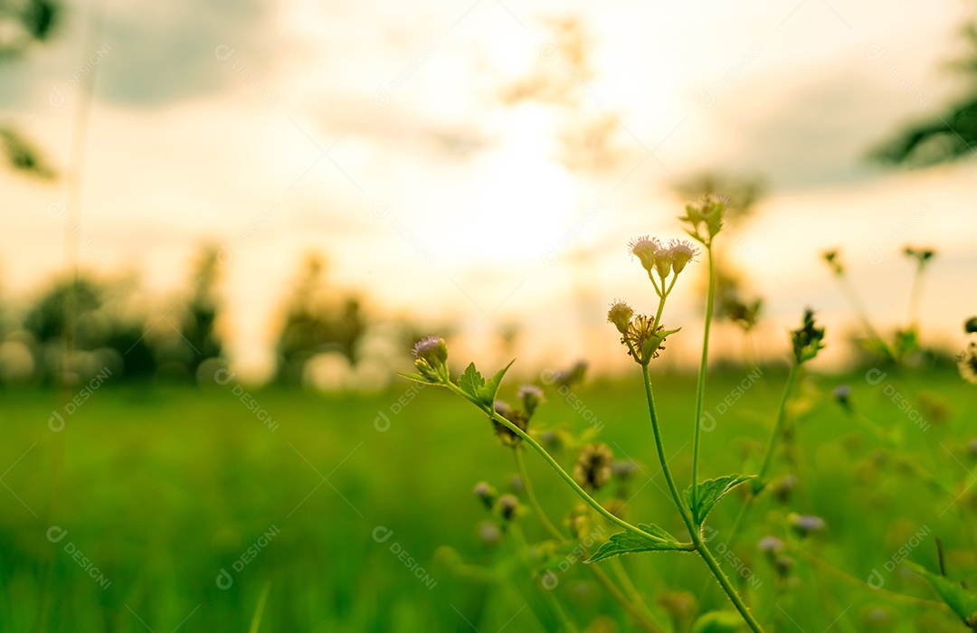 Ramo de flor de grama de foco seletivo em verde bokeh desfocado