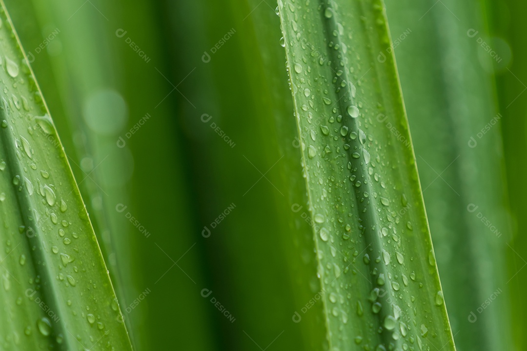 Folhas verdes frescas de foco seletivo com gota de chuva. Gotas de água