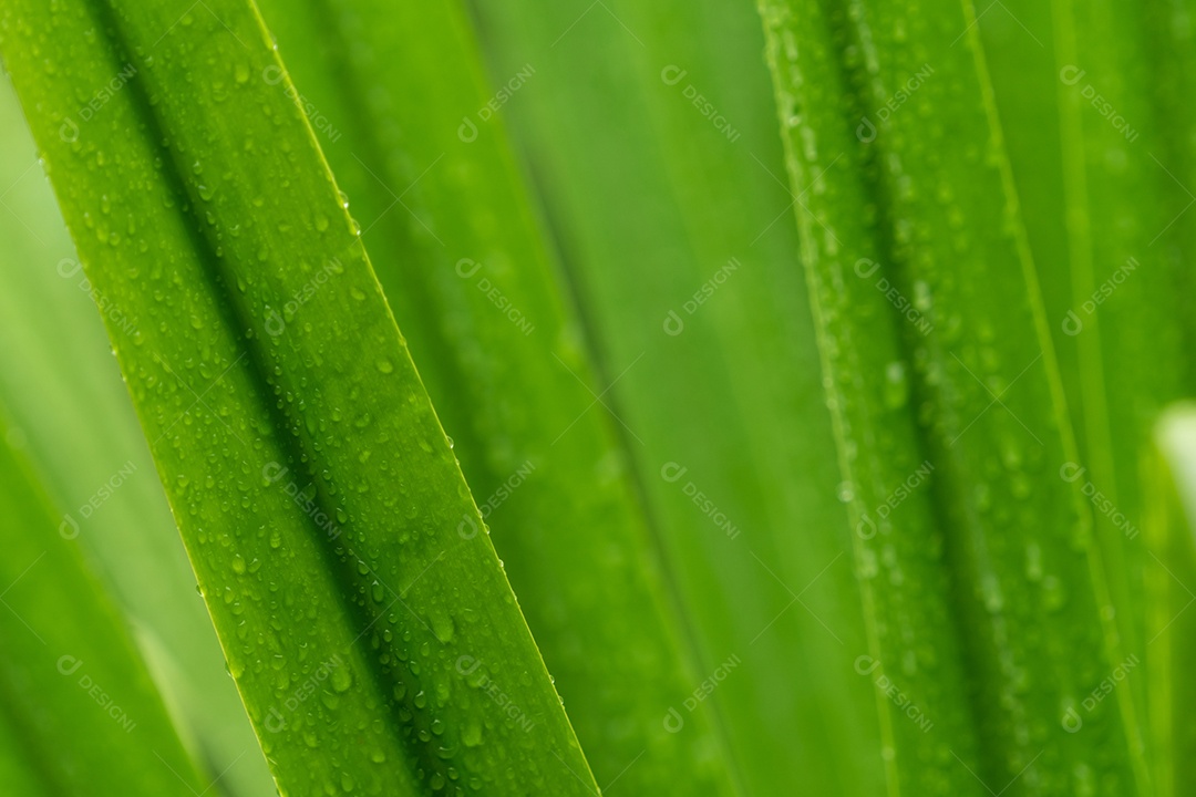 Folhas verdes frescas de foco seletivo com gota de chuva. Gotas de água