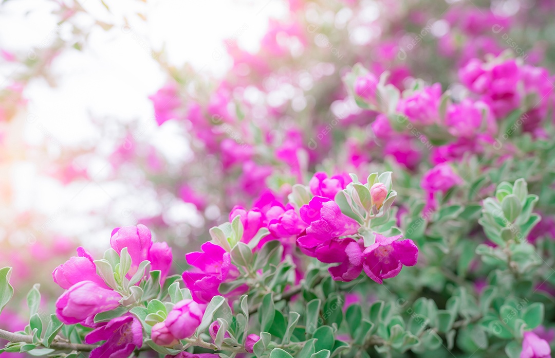 Flor rosa pela manhã com luz solar. Foco seletivo rosa