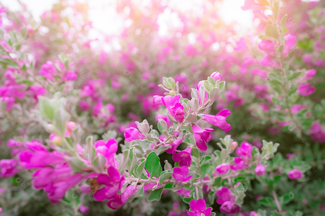 Flor rosa pela manhã com luz solar. Foco seletivo rosa