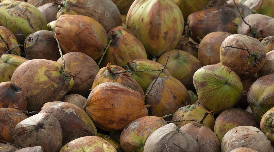 Pilha de cocos maduros da colheita da plantação de coco