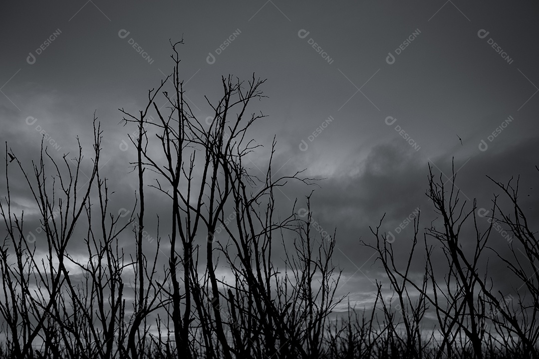 Silhueta árvore morta no céu dramático escuro e nuvens cinzentas.