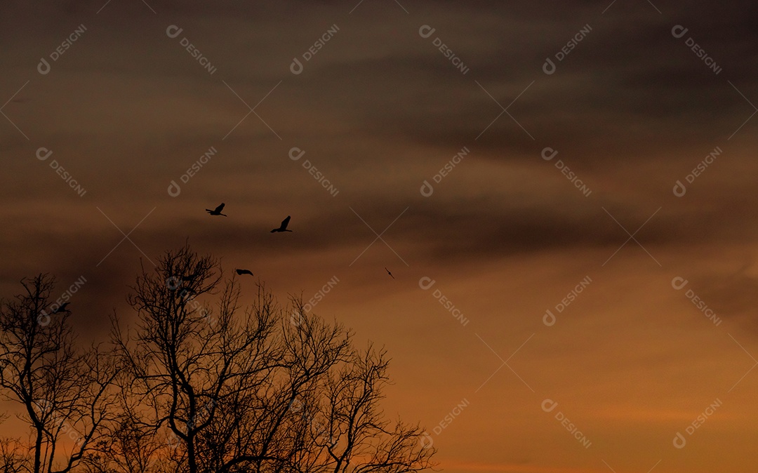 Árvore sem folhas de silhueta e céu pôr do sol. Árvore morta no pôr do sol escuro