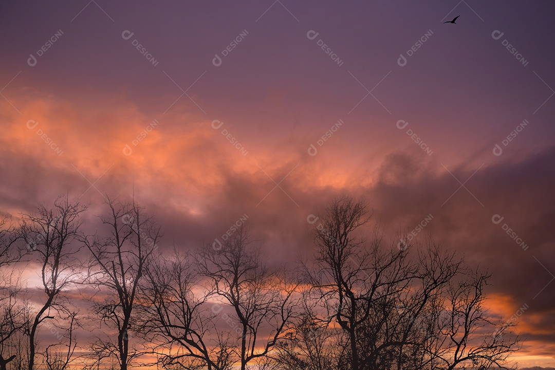 Árvore sem folhas de silhueta e céu pôr do sol. Árvore morta no pôr do sol escuro