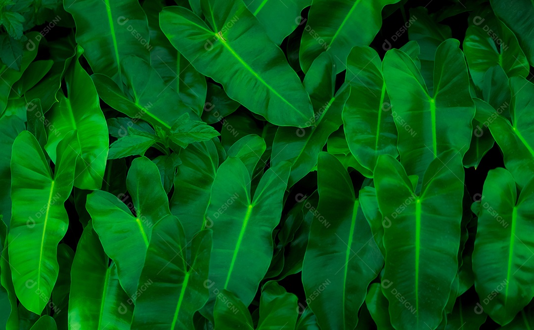 Folhas verdes decorativas no jardim. Textura de folha verde.