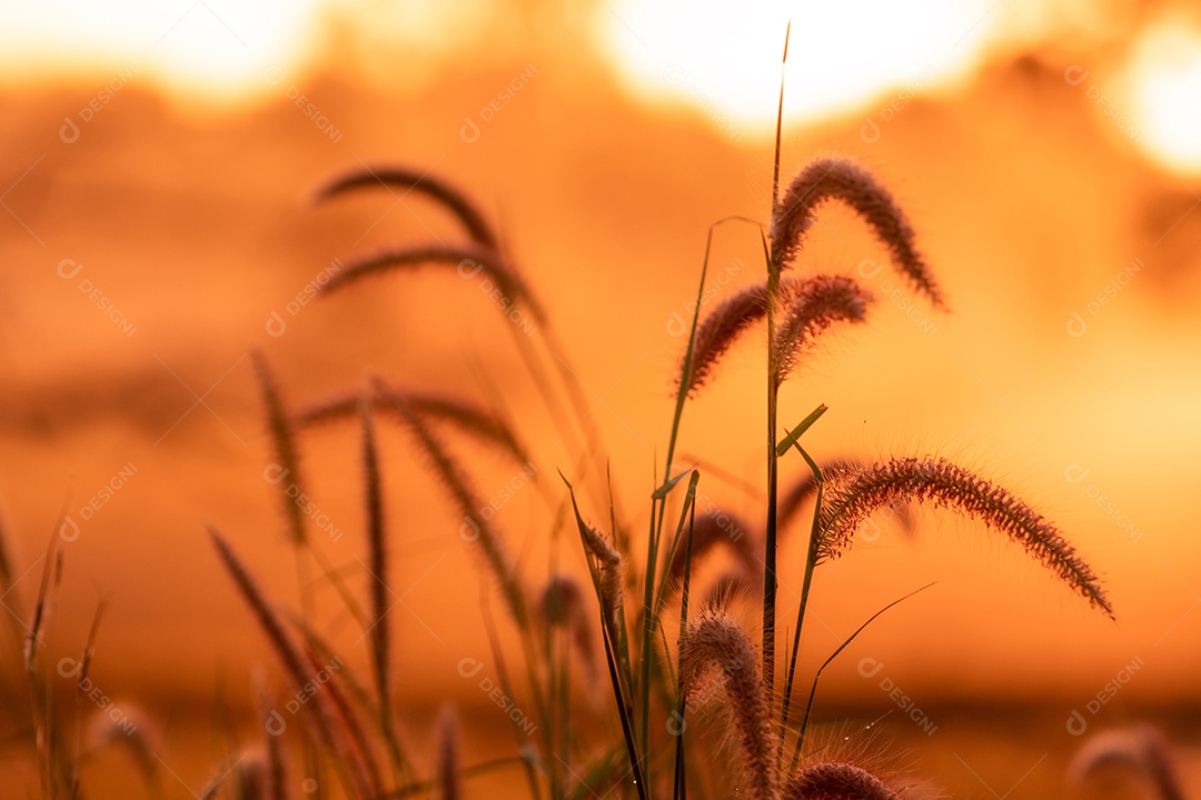 Flor de grama prado com gotas de orvalho pela manhã com sol dourado