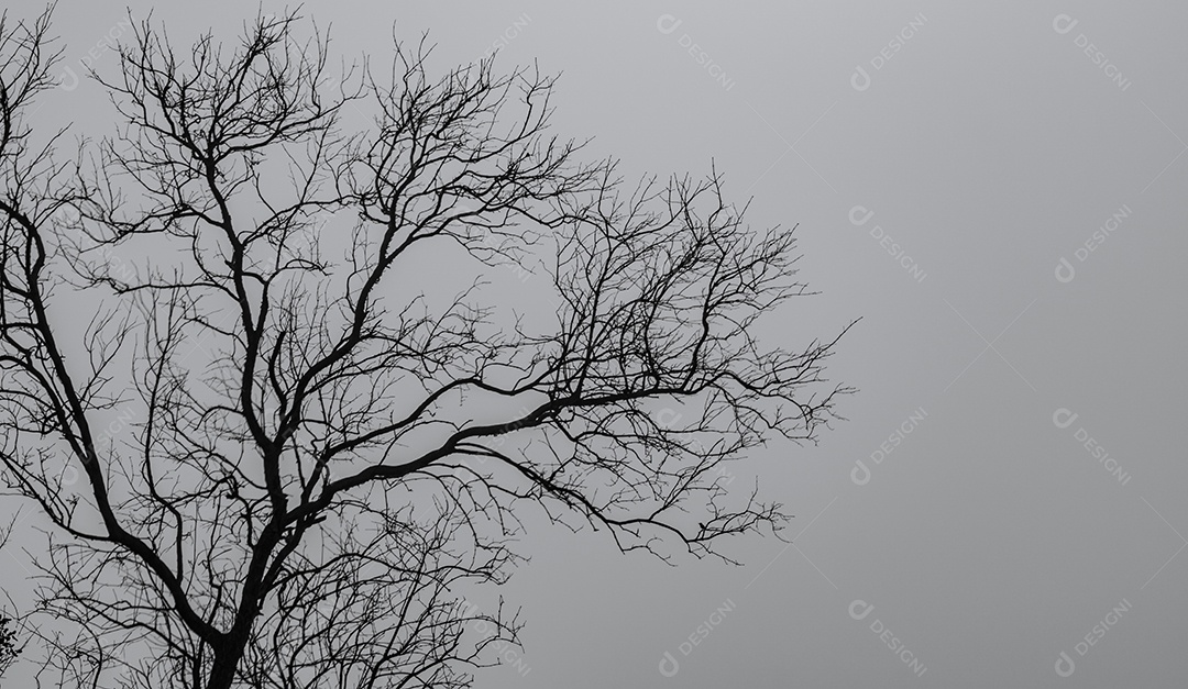 Mostre em silhueta a árvore morta no céu dramático escuro e nas nuvens brancas