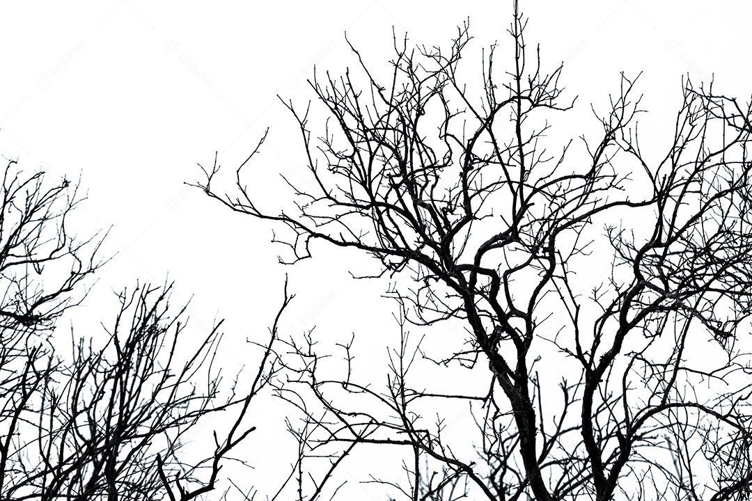 Mostre em silhueta a árvore morta no fundo do céu branco para uma morte pacífica