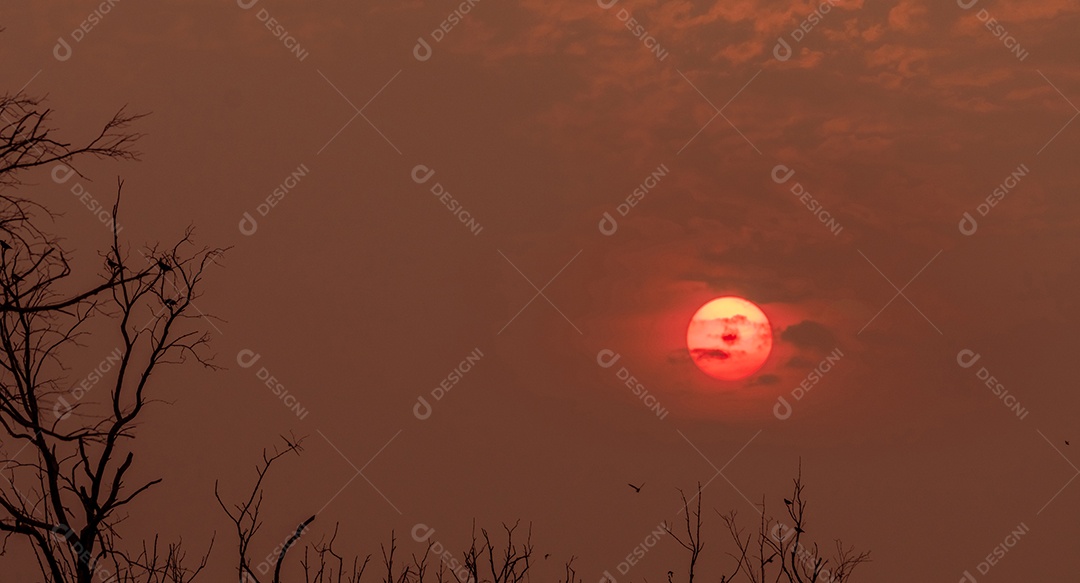 Árvore morta de silhueta e pássaros voando no pôr do sol no céu vermelho.