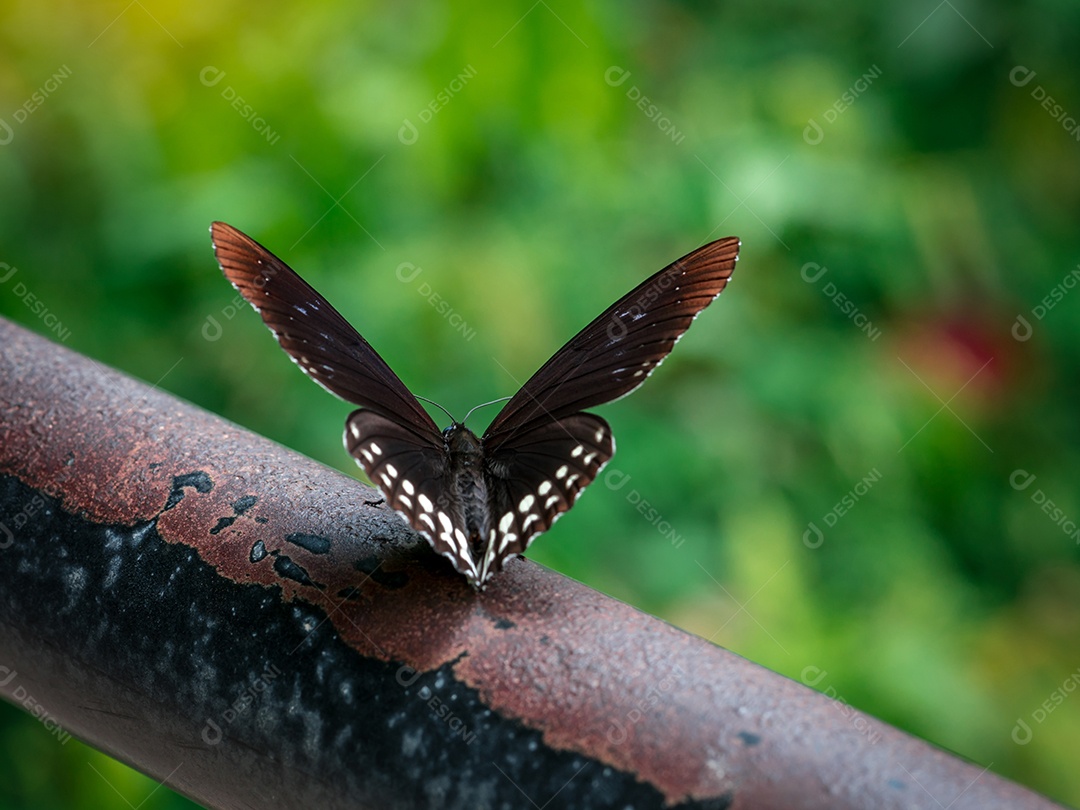 Borboleta preta na barra de ferro velha no parque