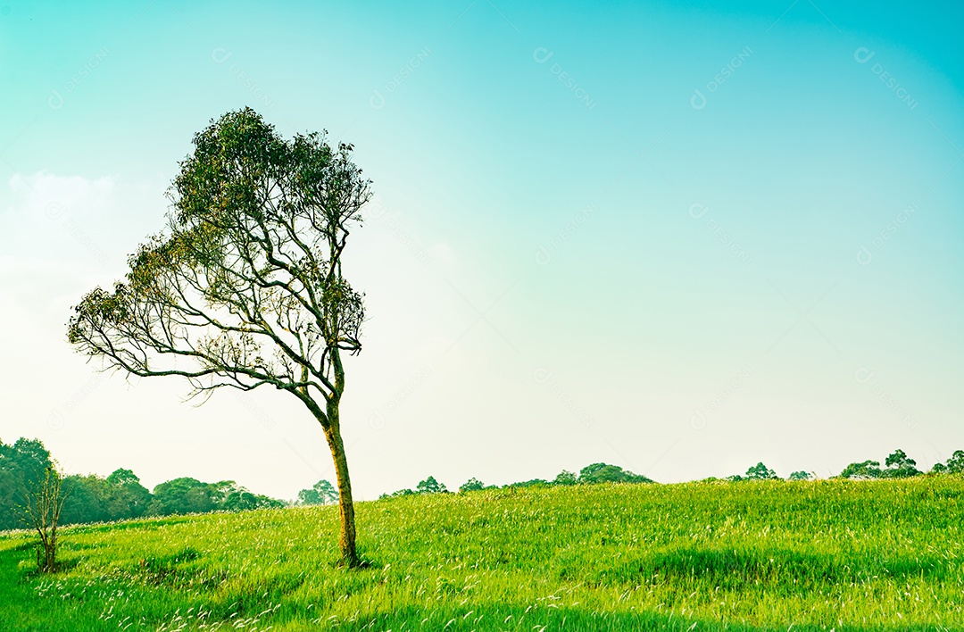 Árvore verde com lindo padrão de galhos e campo de grama verde