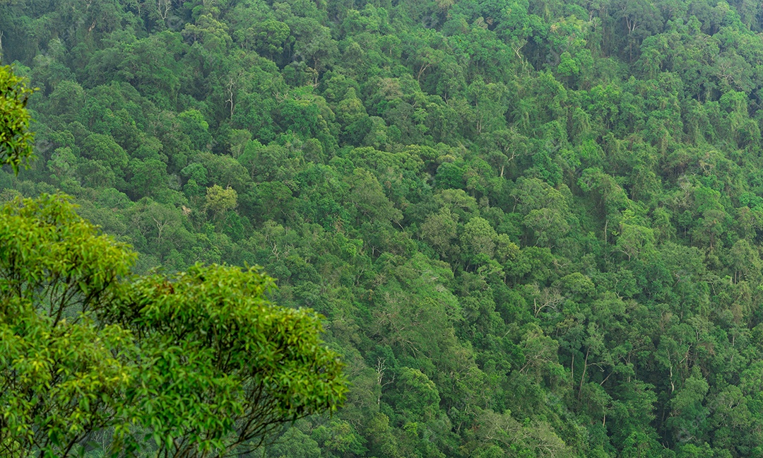 Belo fundo de floresta tropical. Ecossistema e ambiente saudável