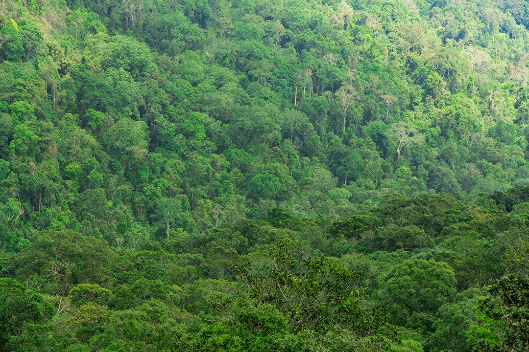 Belo fundo de floresta tropical. Ecossistema e ambiente saudável