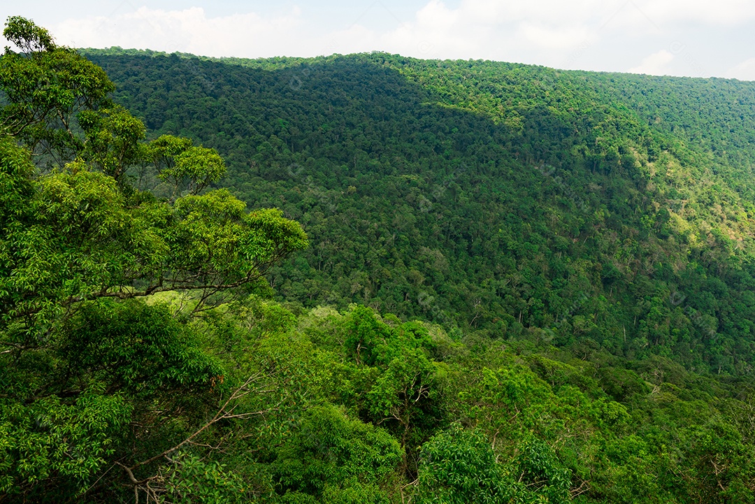 Belo fundo de floresta tropical. Ecossistema e ambiente saudável