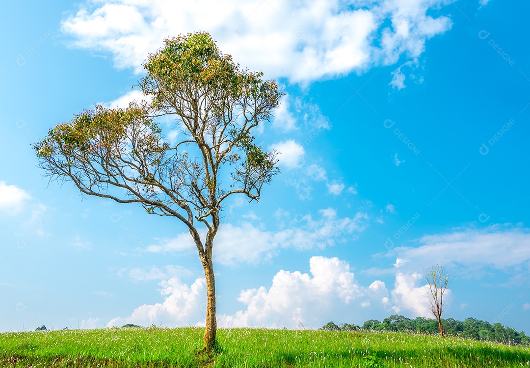 Árvore verde com belo padrão de galhos na colina e grama verde
