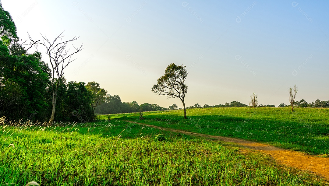 Bela paisagem rural de campo de grama verde com terra empoeirada