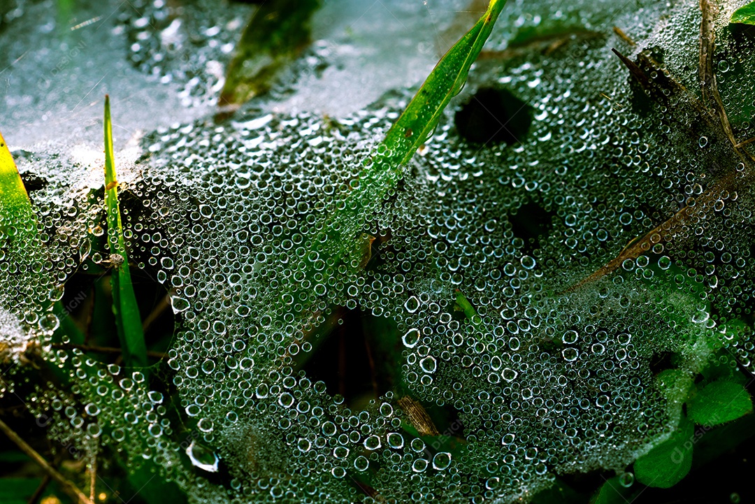 Detalhe de tiro macro de gotas de água na teia de aranha depois de chover