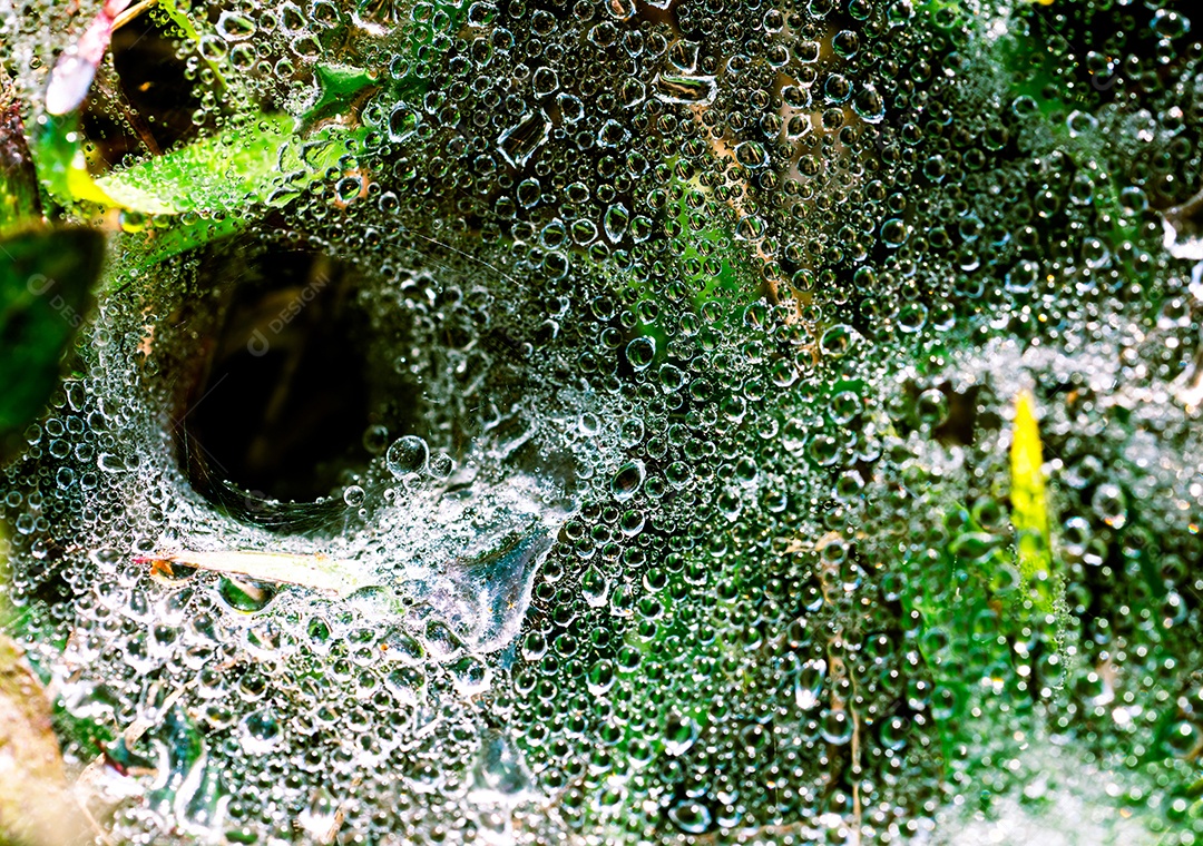 Detalhe de tiro macro de gotas de água na teia de aranha depois de chover