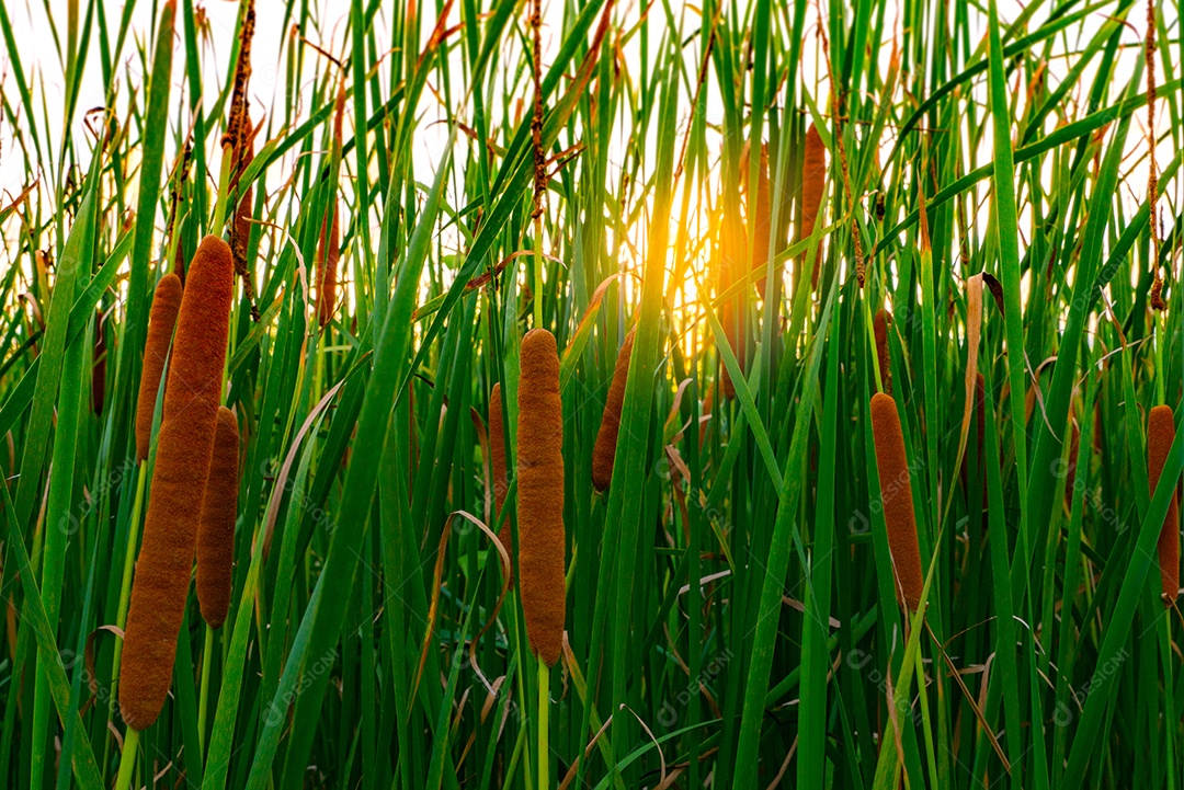 Campo de Typha angustifolia. Grama verde e flores marrons.