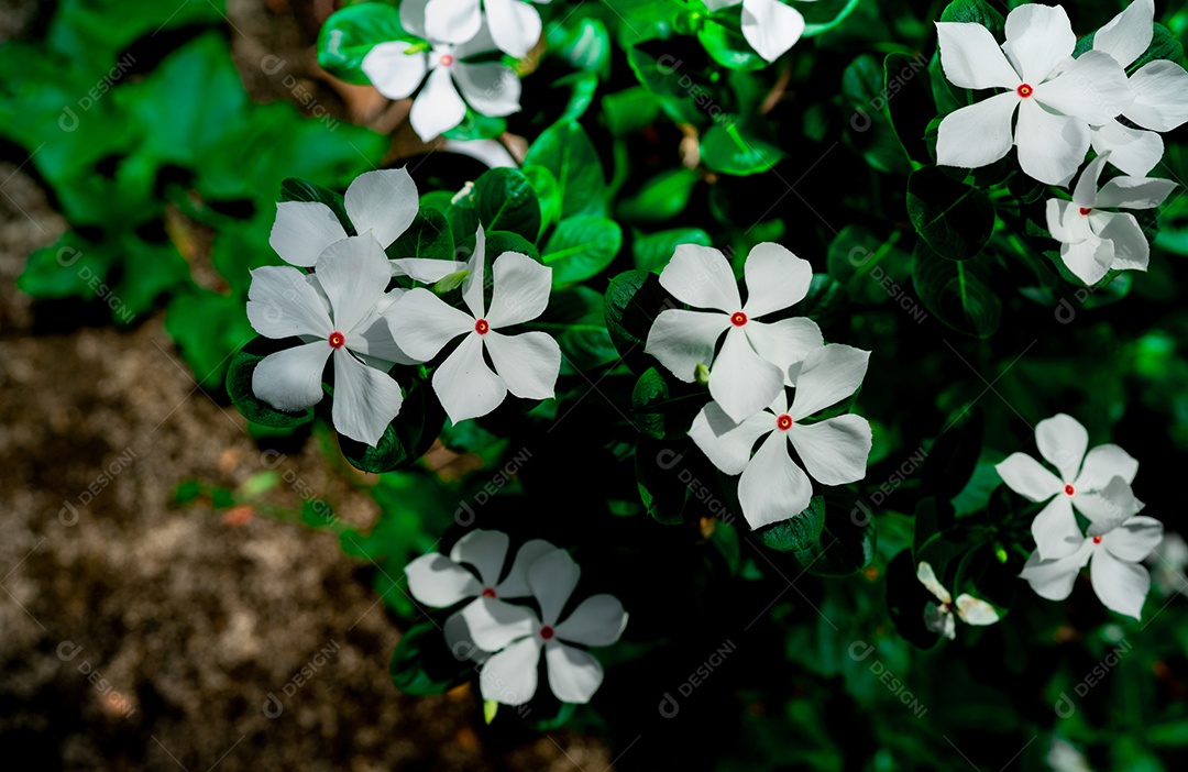 Catharanthus roseus (caramujo das Índias Ocidentais, caramujo de Madagascar