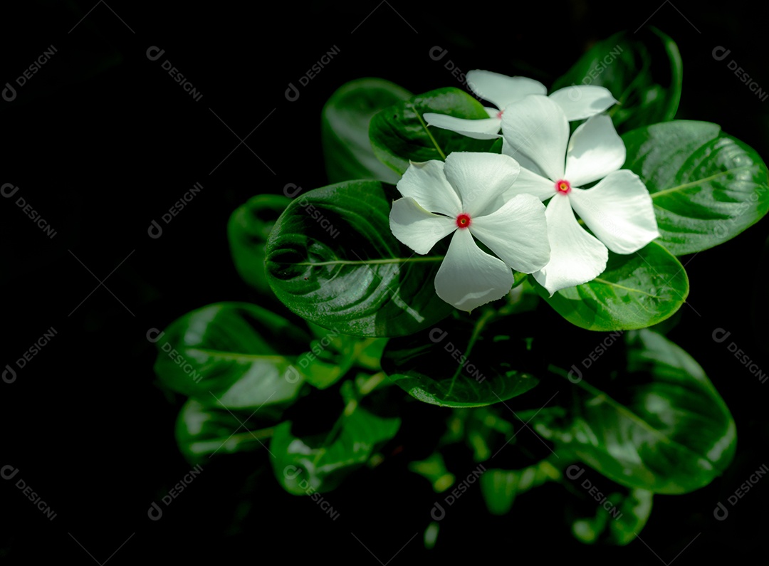 Catharanthus roseus (caramujo das Índias Ocidentais, caramujo de Madagascar