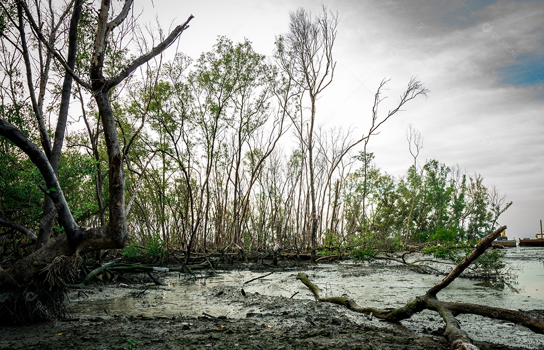 Árvore morta de mangue deitado na lama na floresta de mangue
