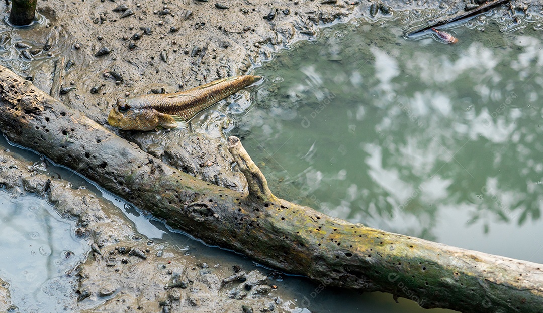 Mudskipper manchado azul (Boleophthalmus boddarti) em lodaçais