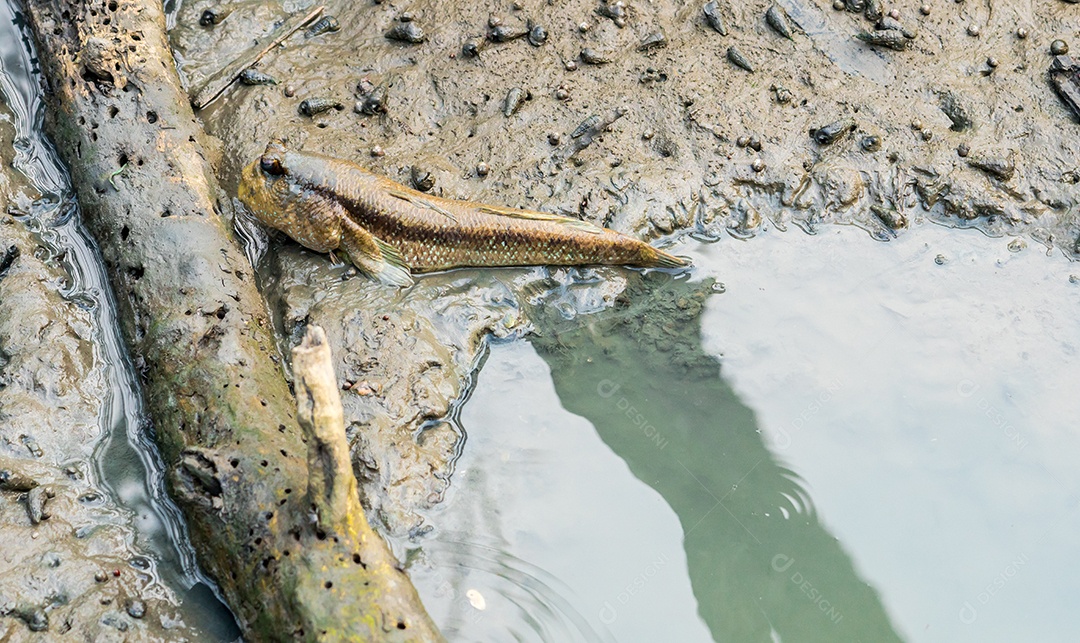 Mudskipper manchado azul (Boleophthalmus boddarti) em lodaçais