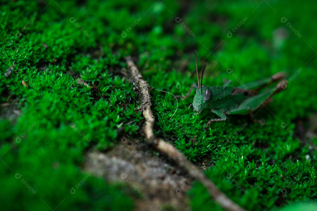 Detalhe de tiro macro de pequeno gafanhoto na grama verde.