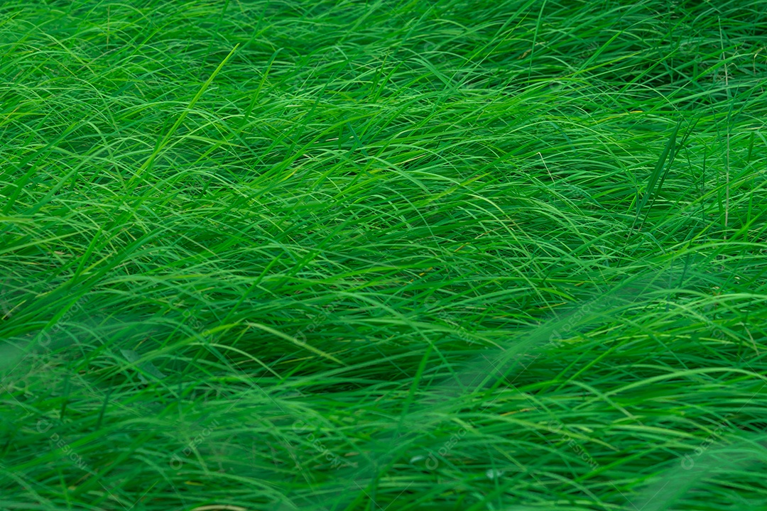 Grama verde com folhas longas. Textura de grama de caules verdes naturais