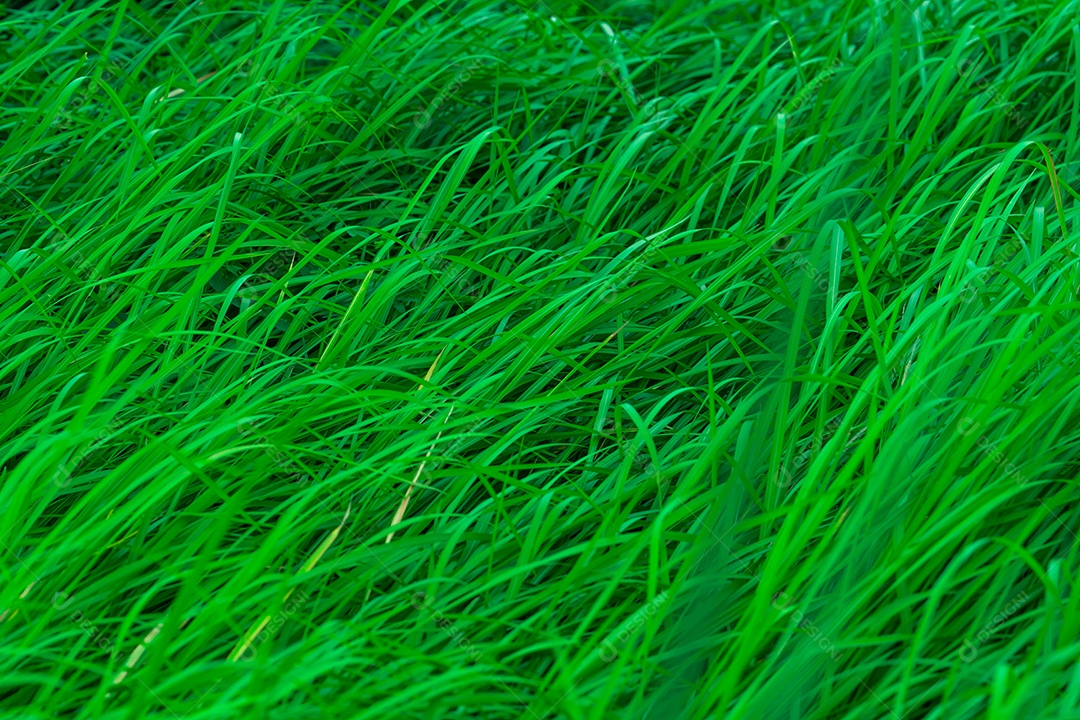 Grama verde com folhas longas. Textura de grama de caules verdes naturais