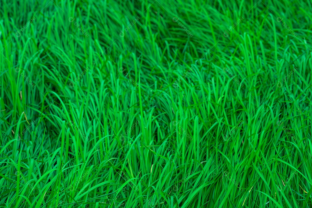 Grama verde com folhas longas. Textura de grama de caules verdes naturais