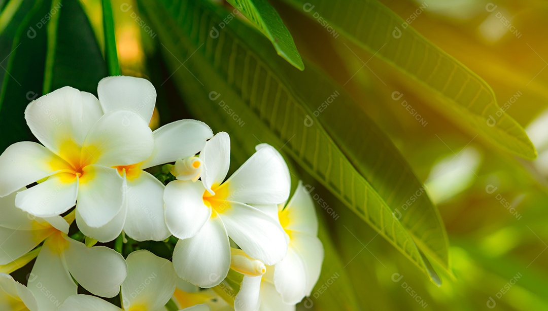 Flor de frangipani (Plumeria alba) com folhas verdes