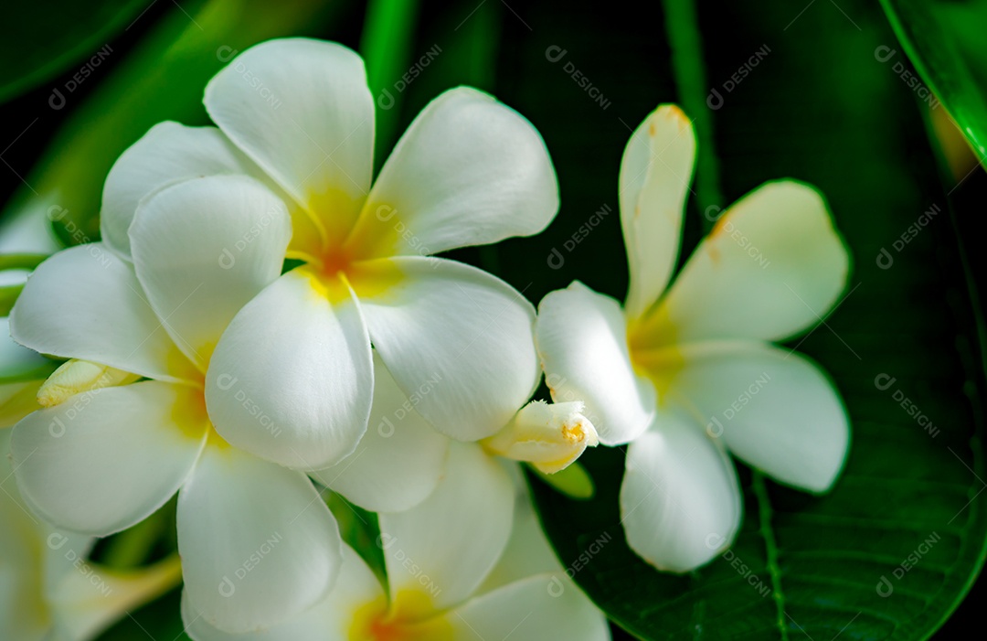 Flor de frangipani (Plumeria alba) com folhas verdes