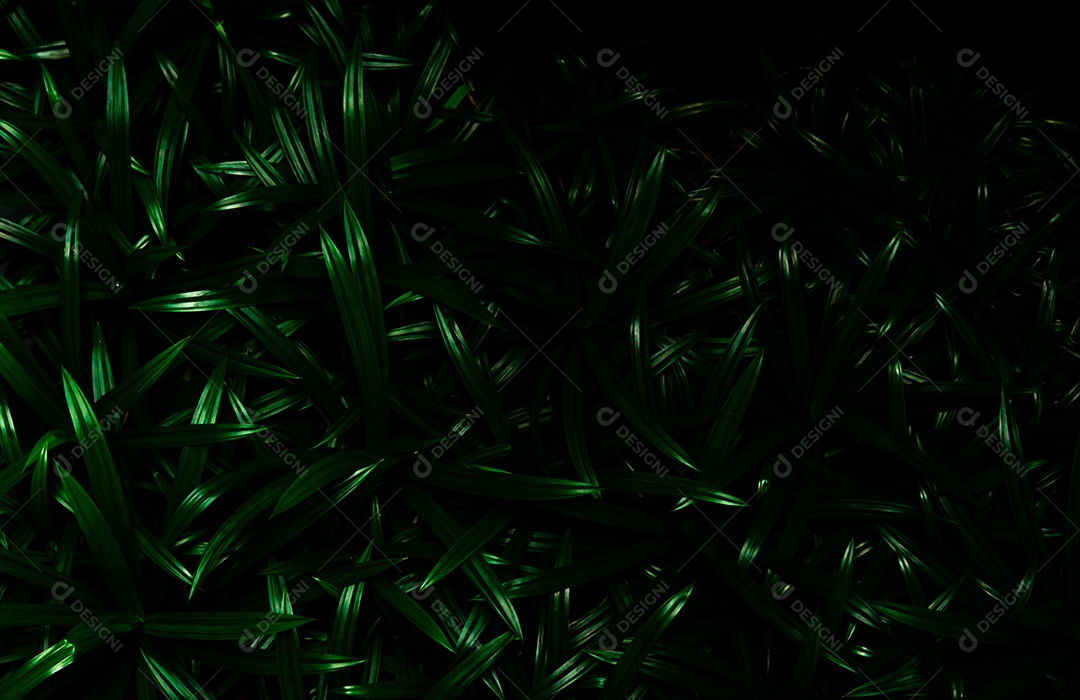 O pandan do close up deixa o fundo da textura. Folhas verdes