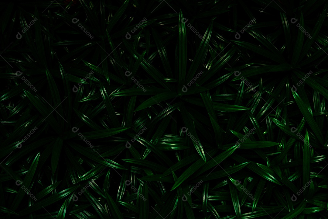 O pandan do close up deixa o fundo da textura. Folhas verdes