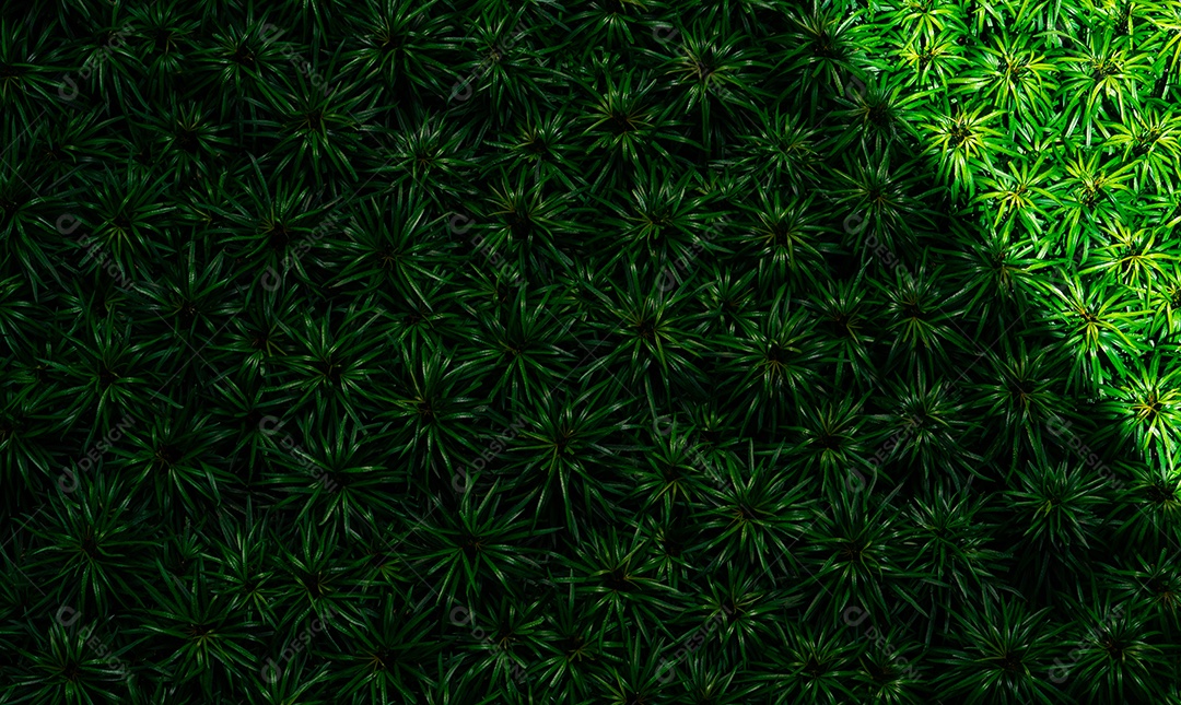 O close up do fundo da textura das folhas verdes. Folhas verdes