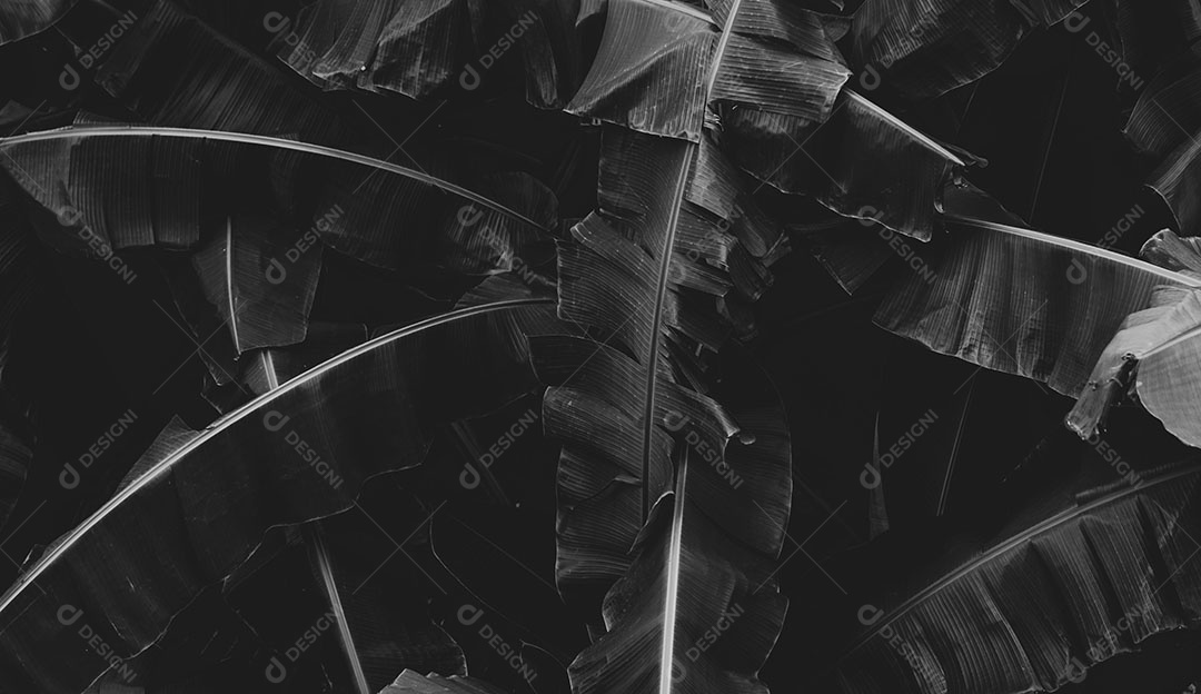 A imagem preto e branco da bananeira deixa o fundo abstrato.