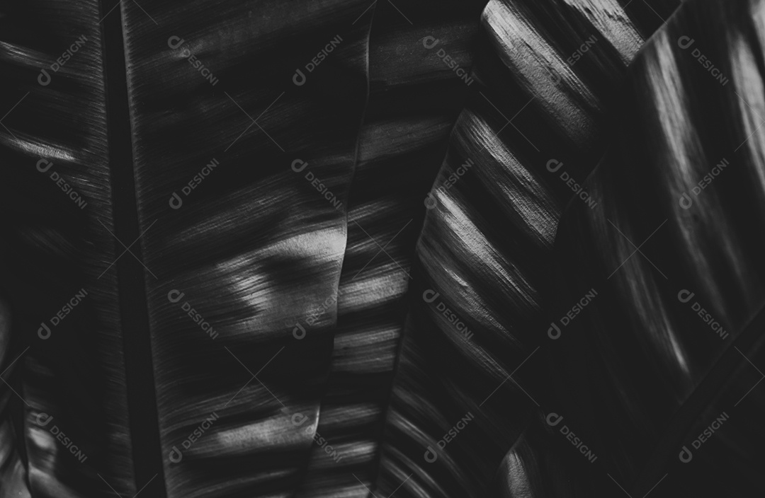 A imagem preto e branco da samambaia deixa o fundo abstrato.