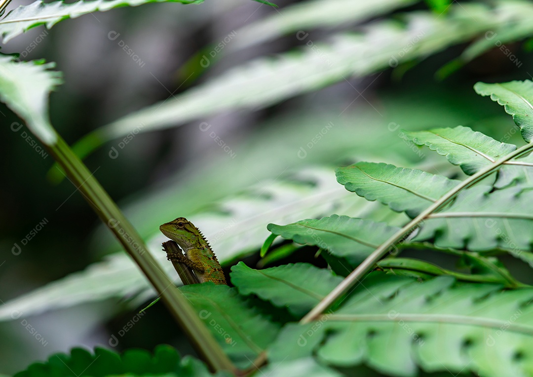 Lagarto de jardim oriental, Lagarto de jardim oriental, Lagarto mutável