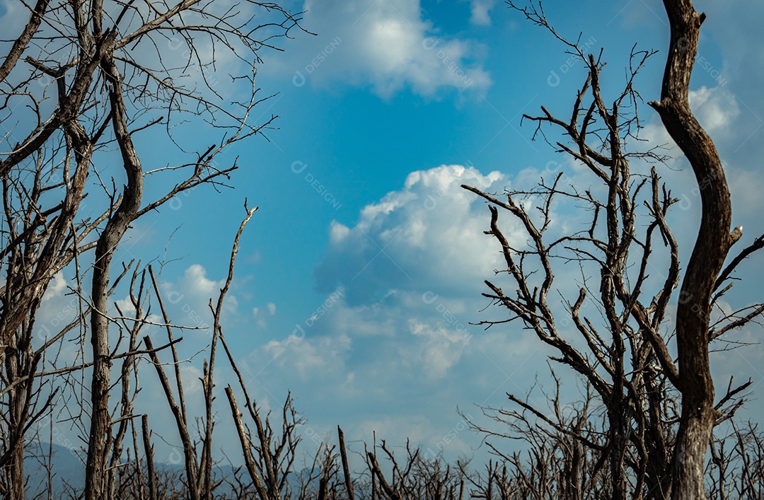 Floresta de árvores mortas contra o céu azul e nuvens brancas. Tempo seco.