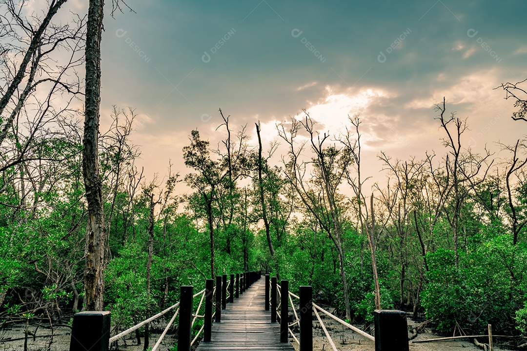 Ponte de madeira com cerca de corda na floresta de mangue com árvores mortas
